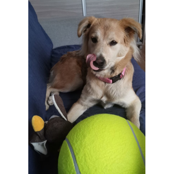 Jucărie pentru câine , minge de tenis XXL - 24 cm